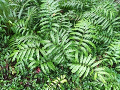 Blechnum orientale