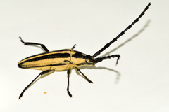Sphaenothecus trilineatus