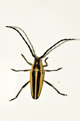 Sphaenothecus trilineatus