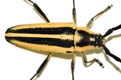 Sphaenothecus trilineatus