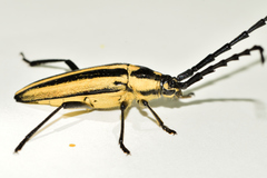 Sphaenothecus trilineatus