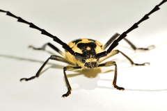 Sphaenothecus trilineatus