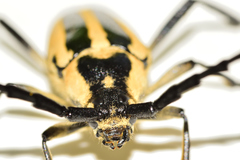 Sphaenothecus trilineatus