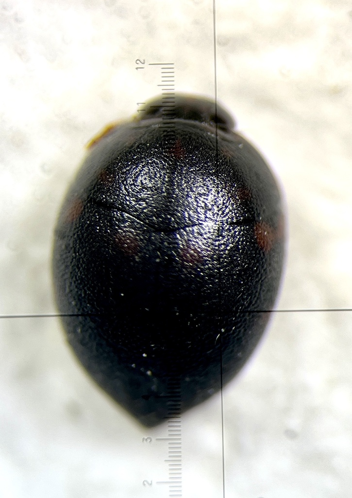 Suphis inflatus