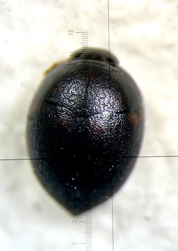 Suphis inflatus