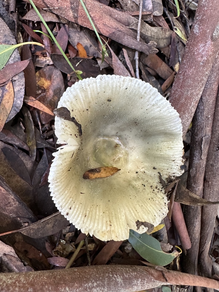 Russula iterika · May 2025 · photo: © prossington (iNaturalist, cc-by)