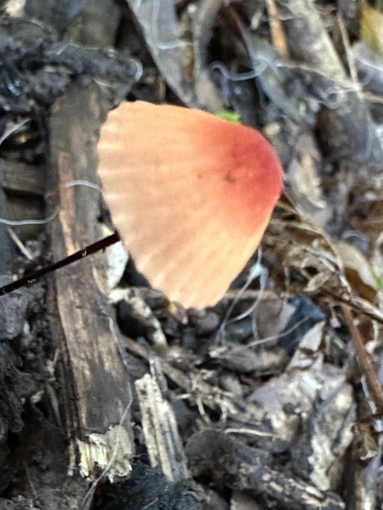 Marasmius brunneolorobustus