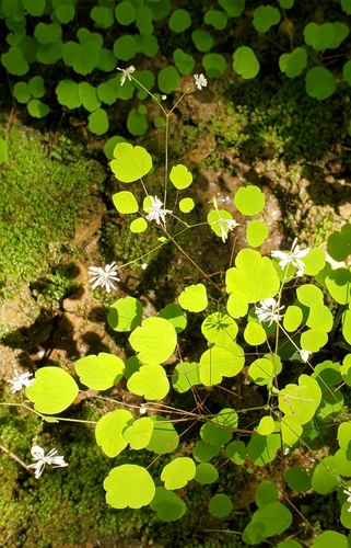 Mountain Meadow-rue (Thalictrum clavatum)