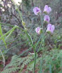 Lathyrus graminifolius