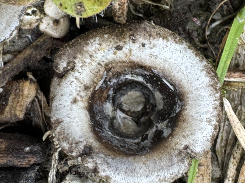 Cyathus olla · May 2025 · photo: © iandickie (iNaturalist, cc-by)