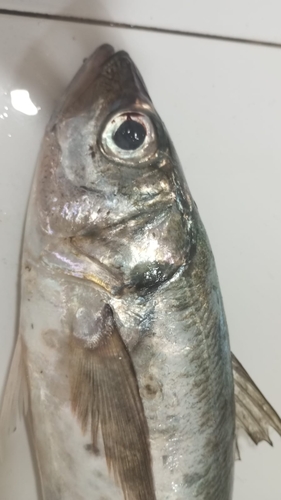 Photo of Chilean jack mackerel (Trachurus murphyi)