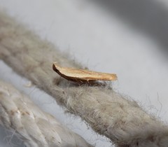 Mesophleps adustipennis