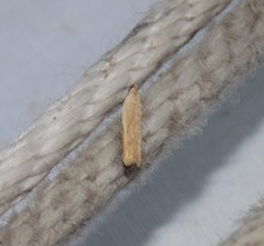 Mesophleps adustipennis