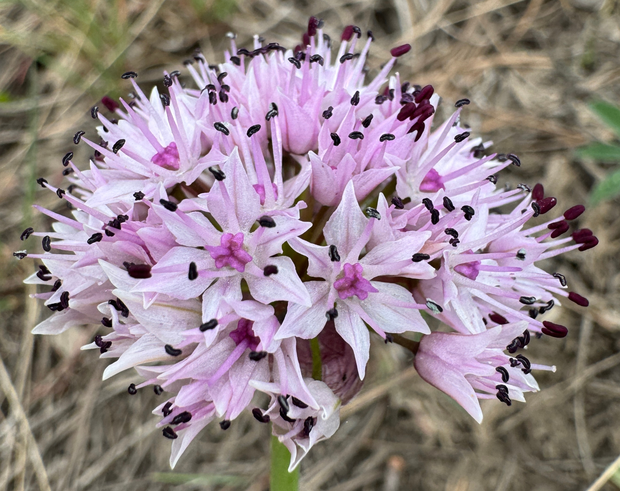 Allium nevii