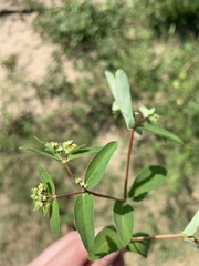 Euphorbia nutans
