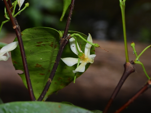 Malouetia tamaquarina, 2025-05-13