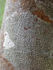 Arthonia radiata