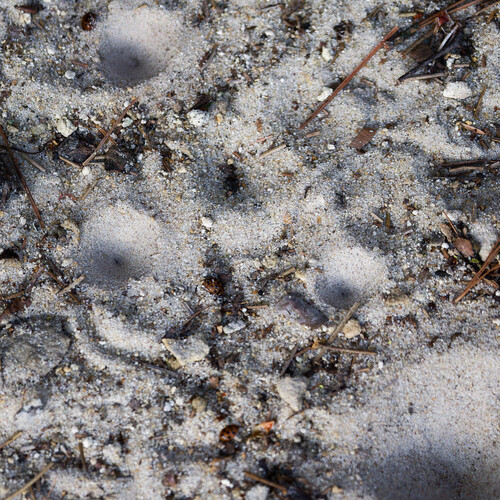 Immaculate Antlion photo 6