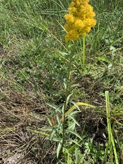 Solidago spectabilis