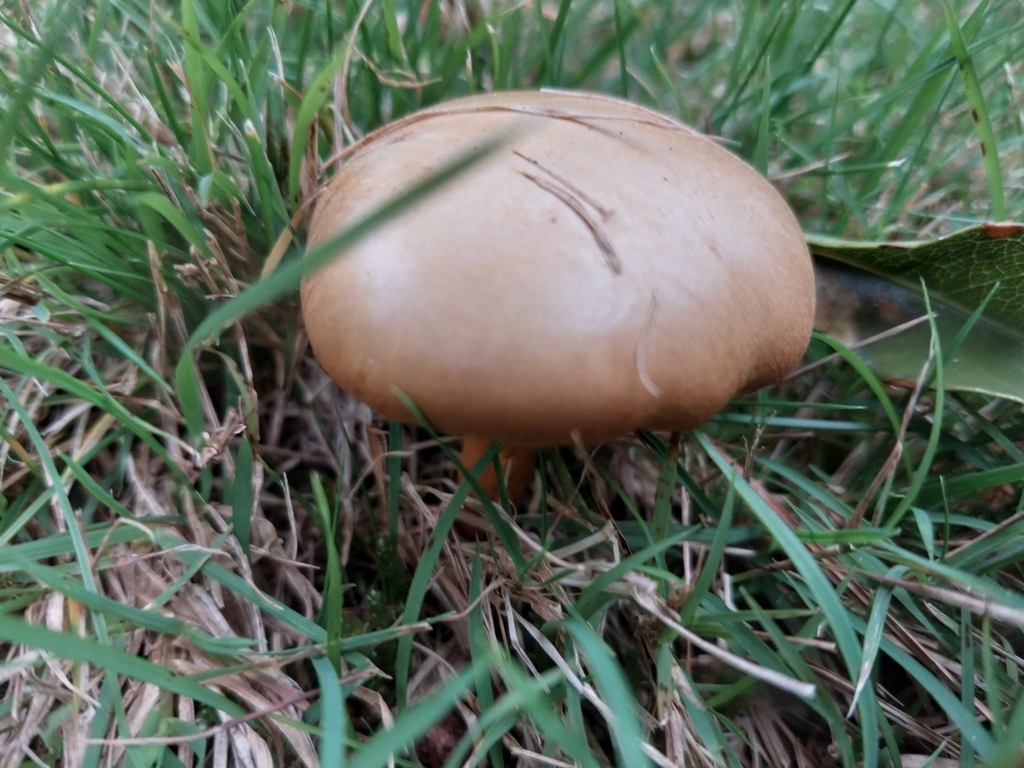 Chalciporus piperatus · May 2025 · photo: © kiwialli (iNaturalist, cc-by)