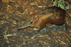 Checkered Elephant Shrew photo 3