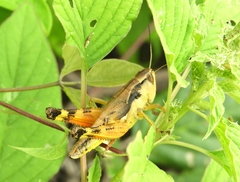 Boopedon flaviventris