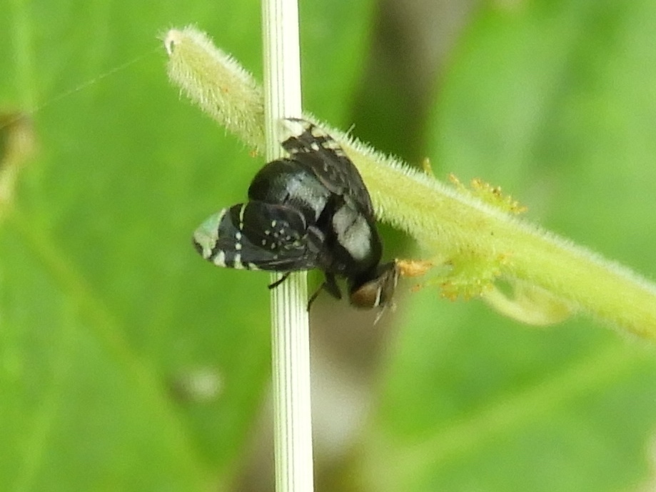Amphicnephes stellatus