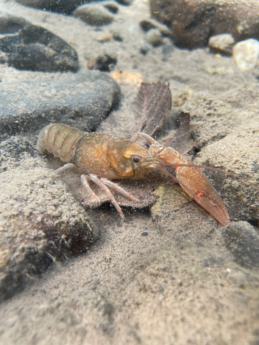 Pacific Crawdads