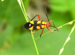 Oncopeltus guttaloides