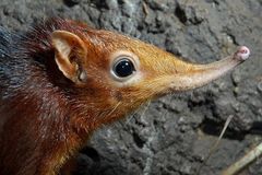 Black and Rufous Elephant Shrew photo 2