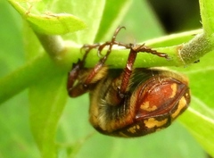Euphoria leucographa