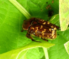 Euphoria leucographa