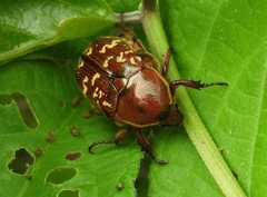 Euphoria leucographa