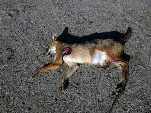 Canis aureus