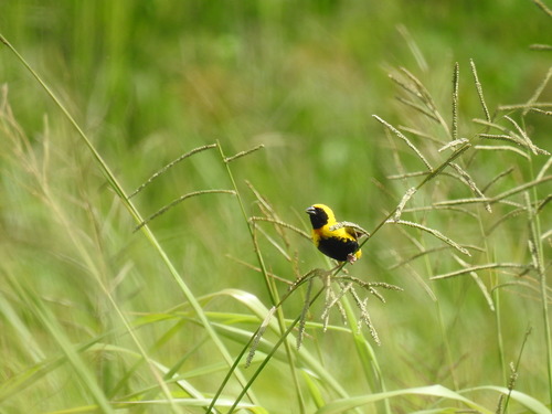 Yellow-crowned Bishop, Palmas Altas, Barceloneta, Puerto Rico, photo 10 of 10