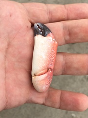 Platyxanthus orbignyi