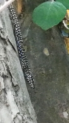 Podarcis muralis