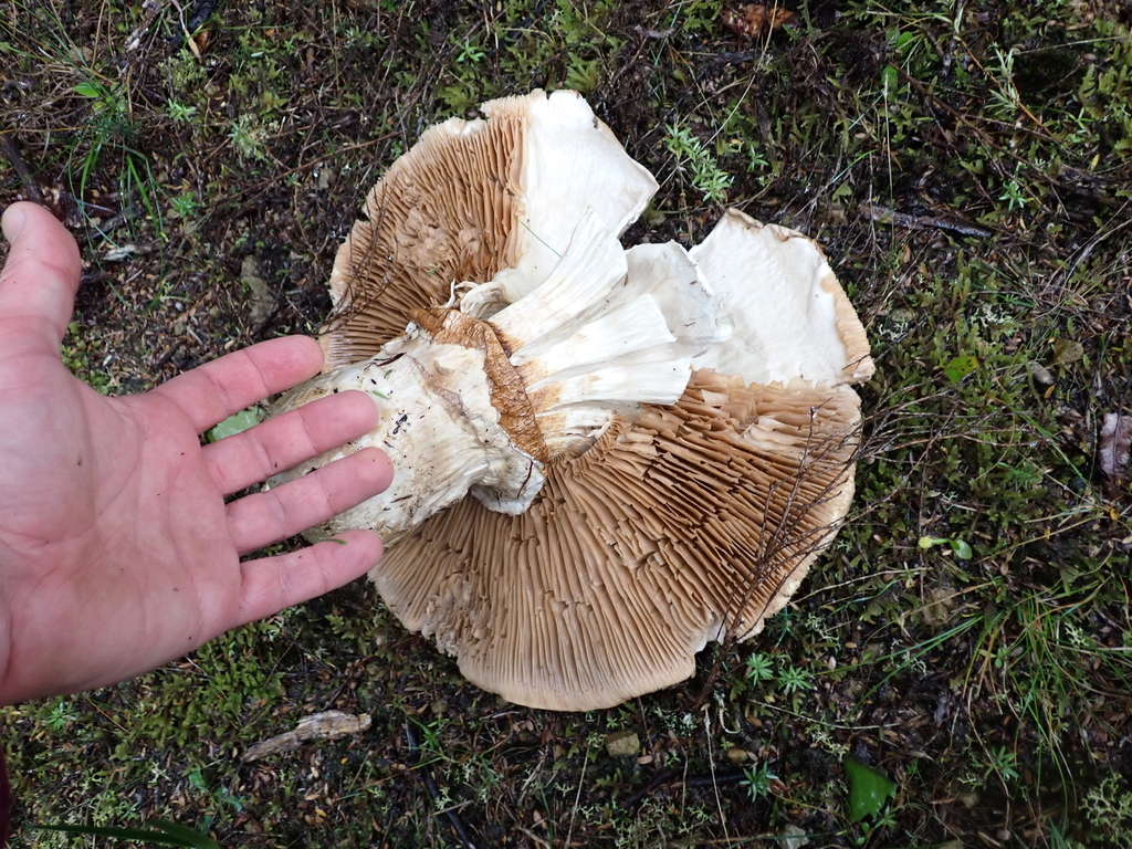 Austrocortinarius australiensis · May 2025 · photo: © berardom (iNaturalist, cc-by)