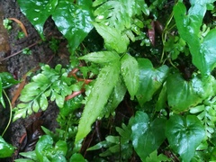 Dryopteris podophylla