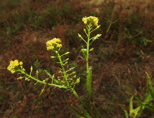 Rorippa globosa iNat (3)