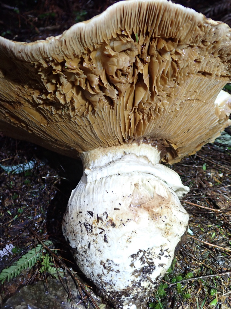 Austrocortinarius australiensis · May 2025 · photo: © berardom (iNaturalist, cc-by)