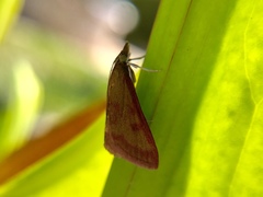 Pyrausta laticlavia