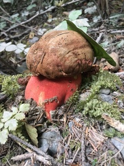 Rubroboletus pulcherrimus