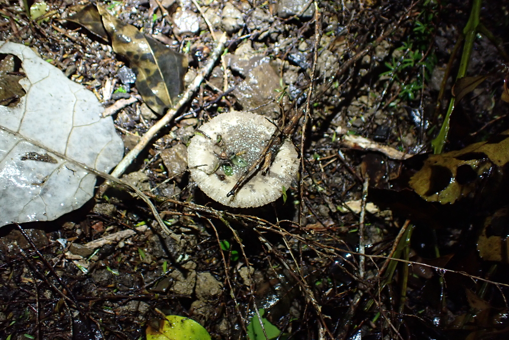 Amanita nehuta · May 2025 · photo: © berardom (iNaturalist, cc-by)