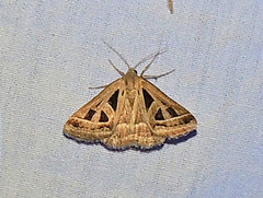 Callistege diagonalis