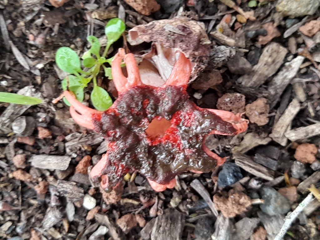 Aseroe rubra · May 2025 · photo: © mphnz (iNaturalist, cc0)
