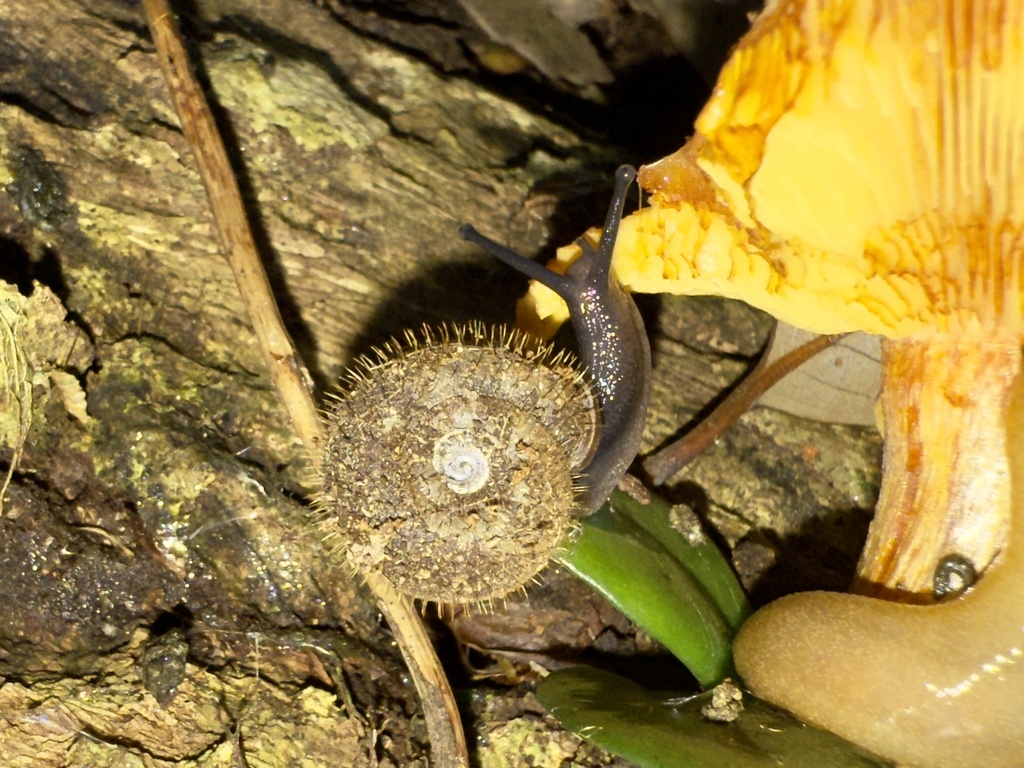Trichelix diminuta