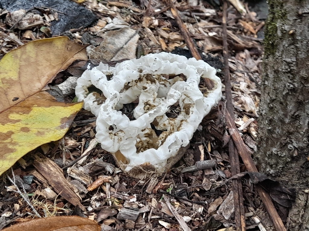 Ileodictyon cibarium · May 2025 · photo: © mphnz (iNaturalist, cc0)