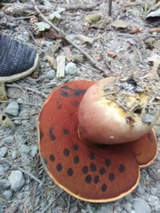 Rubroboletus pulcherrimus