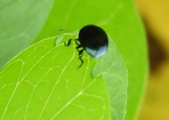 Leptinotarsa haldemani